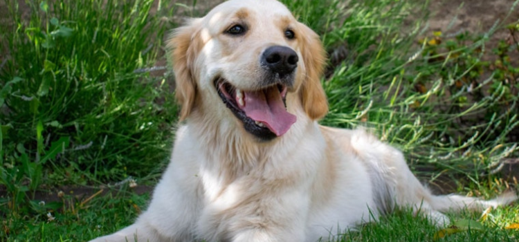 5 Essential Home Pet Grooming Kit Tools | PetTrain360